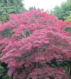 Acer palmatum f. atropurpureum